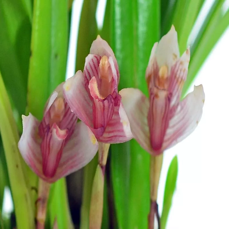 maxillaria-brachybulbon Maxillaria brachybulbon