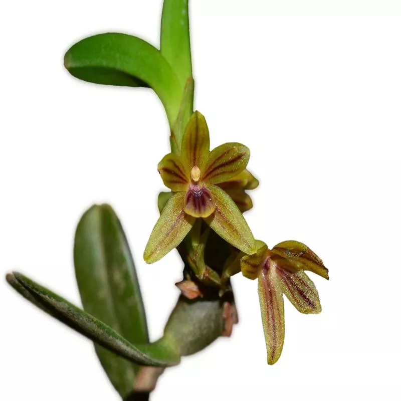 maxillaria-pinasensis Maxillaria pinasensis