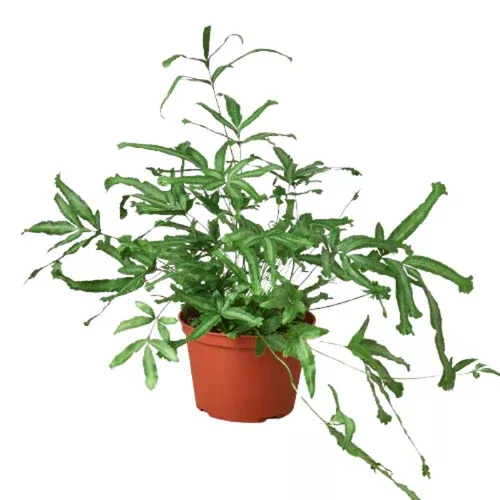 mayi-fern Mayi Fern