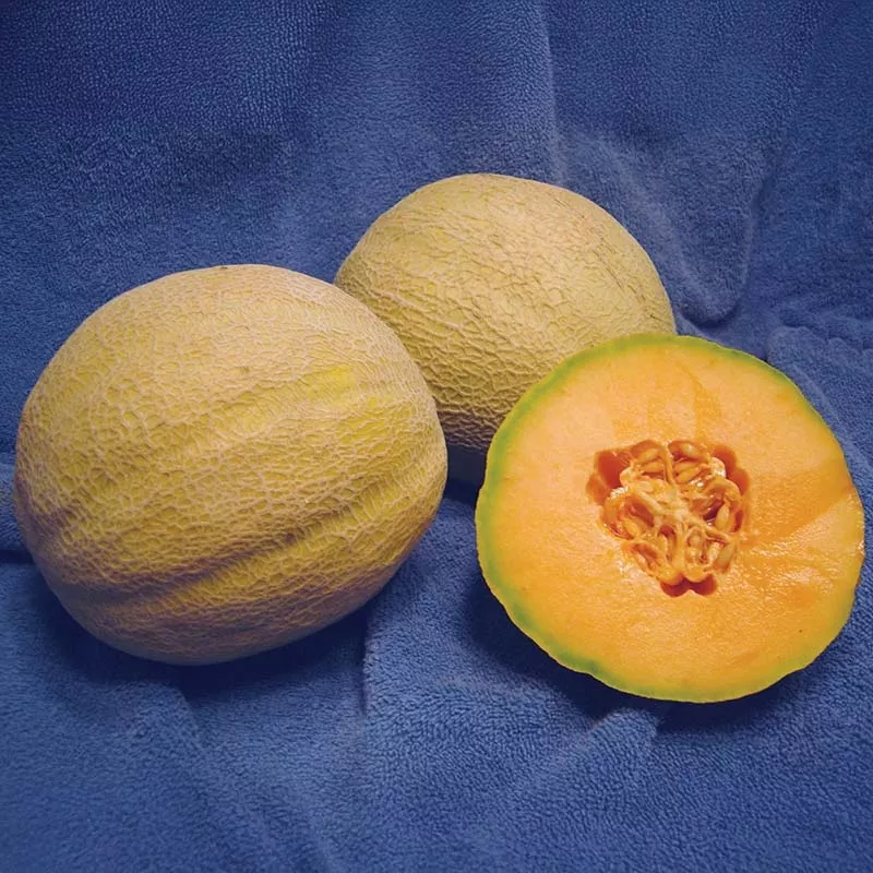 melon-rockstar-f1-seed Melon Rockstar F1 Seed