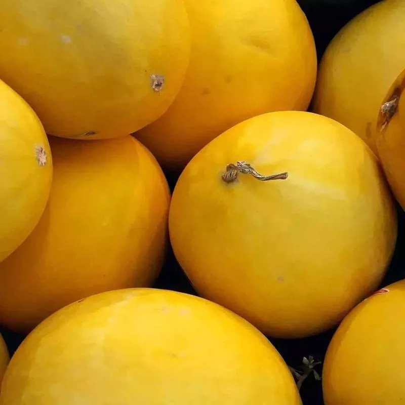 melon-seeds-golden-delicious Melon Seeds – Golden Delicious