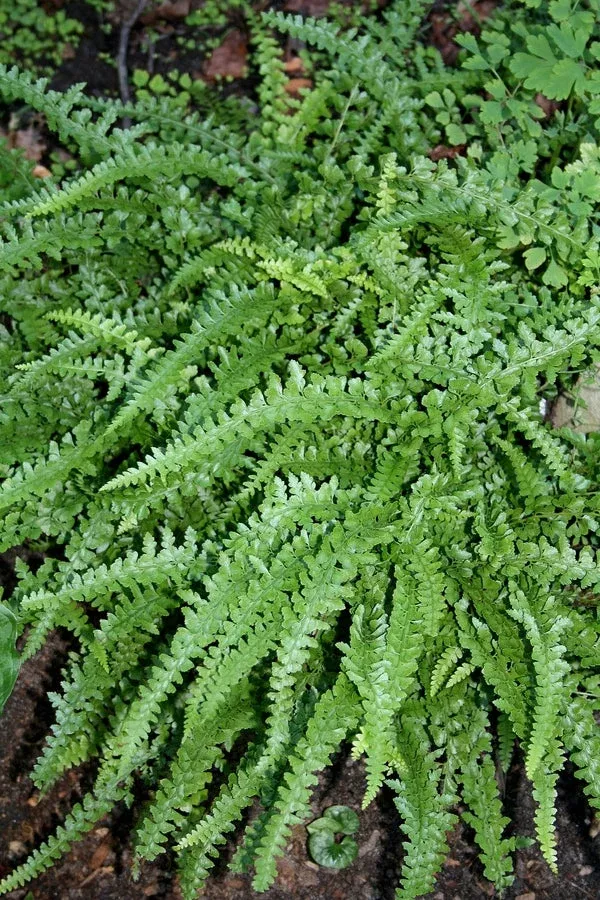 microlepia-strigosa-macfaddeniae Microlepia strigosa ‘MacFaddeniae’