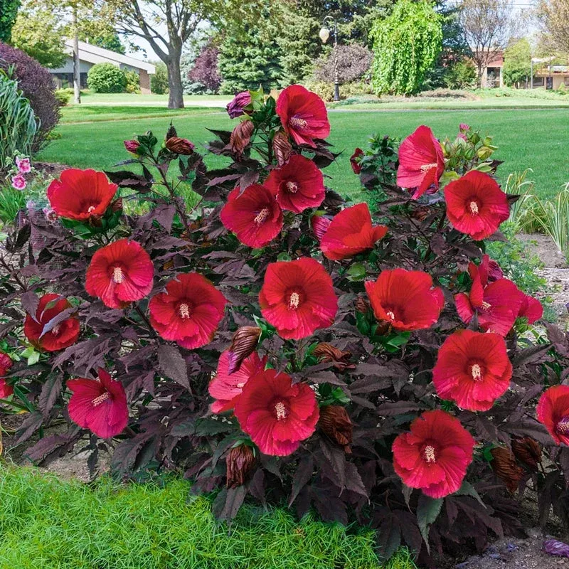 Midnight Marvel Hibiscus