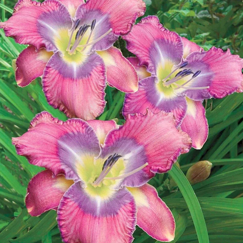 mildred-mitchell-reblooming-daylily Mildred Mitchell Reblooming Daylily