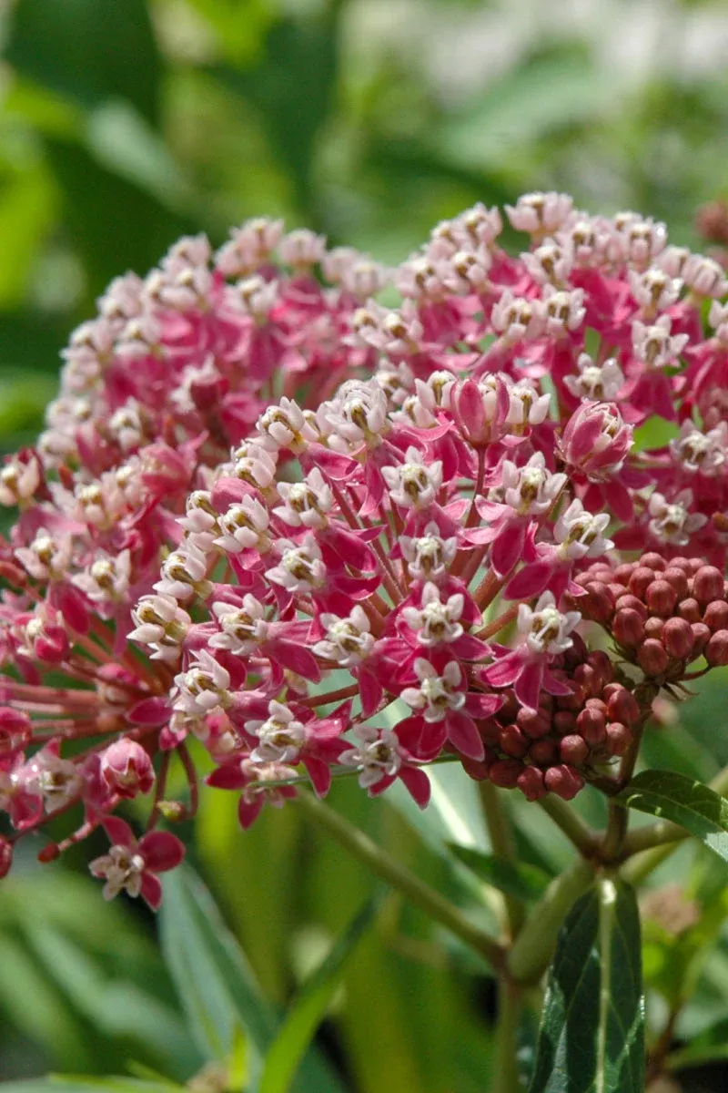 milkweed-swamp-cinderella Milkweed, Swamp Cinderella
