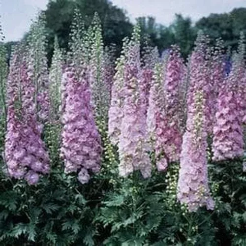 million-dollar-blush-larkspur Million Dollar Blush Larkspur
