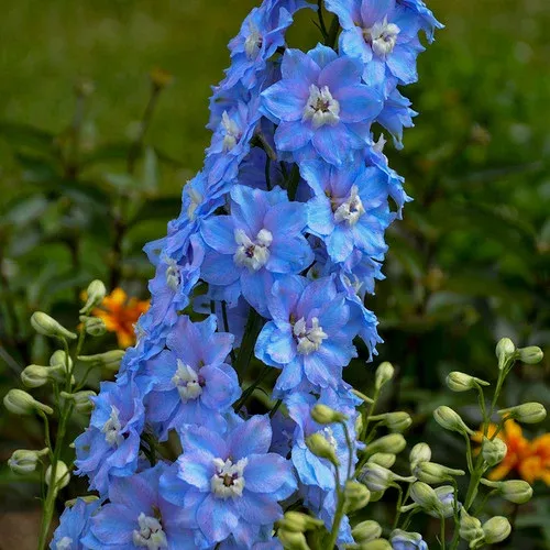 million-dollar-sky-larkspur Million Dollar Sky Larkspur
