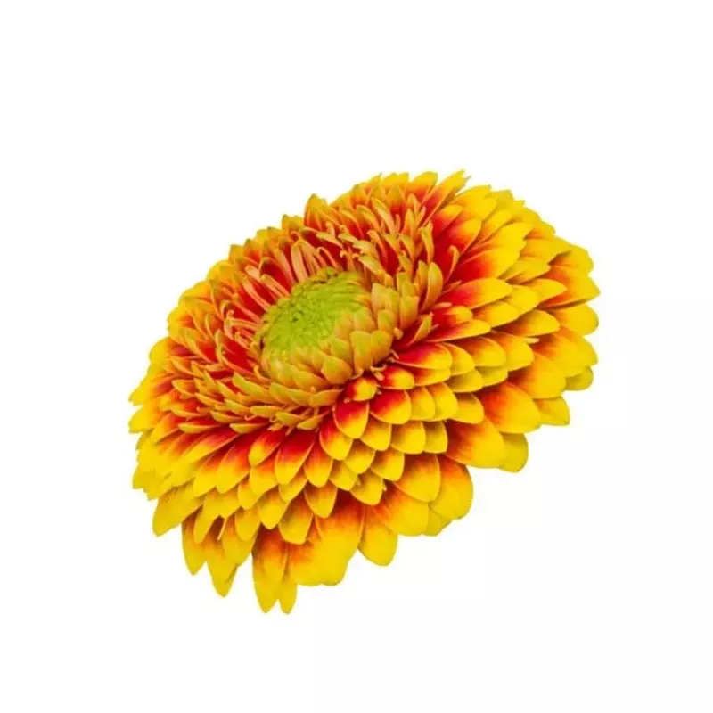 mini-gerber-pomponi-combi-60-stem-bunch Mini Gerber Pomponi Combi – 60 Stem Bunch