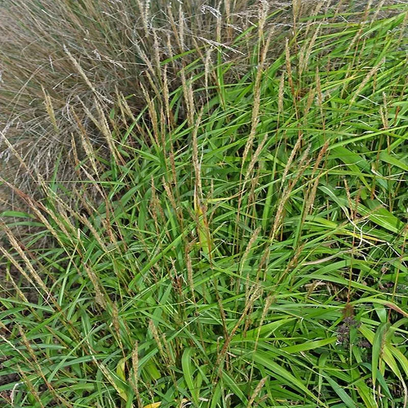 MISCANTHUS OLIGOSTACHYS ‘NANUS’