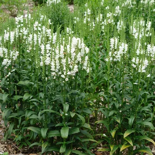 Miss Manners Obedient Plant
