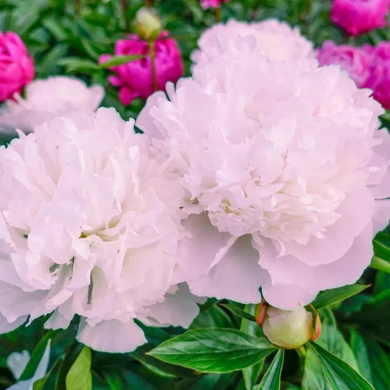 mme-calot-peony Mme. Calot Peony
