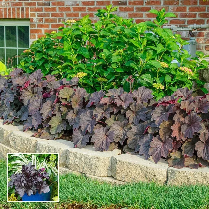 mocha-heuchera Mocha Heuchera