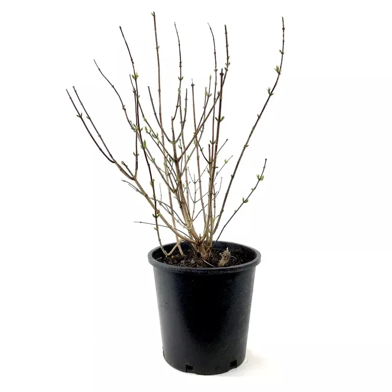 mock-orange-2-gal-snowbelle Mock Orange 2 gal Snowbelle