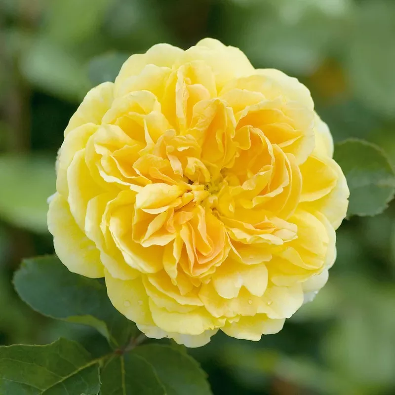 molineux-david-austin-rose Molineux – David Austin Rose