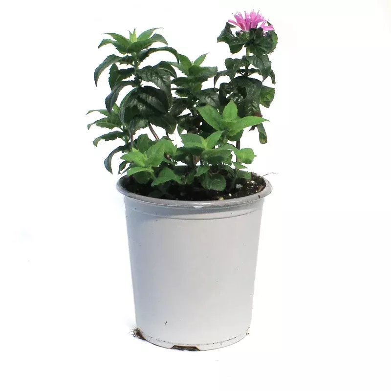 Monarda 1 gal Petite Delight