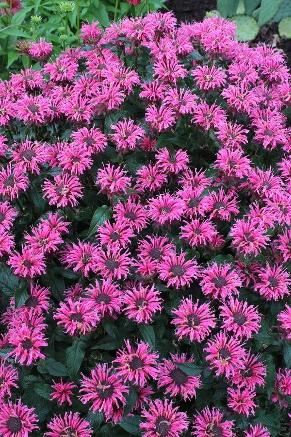 monarda-bubblegum-blast-pp-27-497 Monarda ‘Bubblegum Blast’ PP 27,497