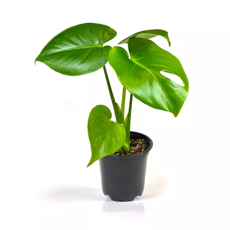 monstera-4in-deliciosa Monstera 4in Deliciosa
