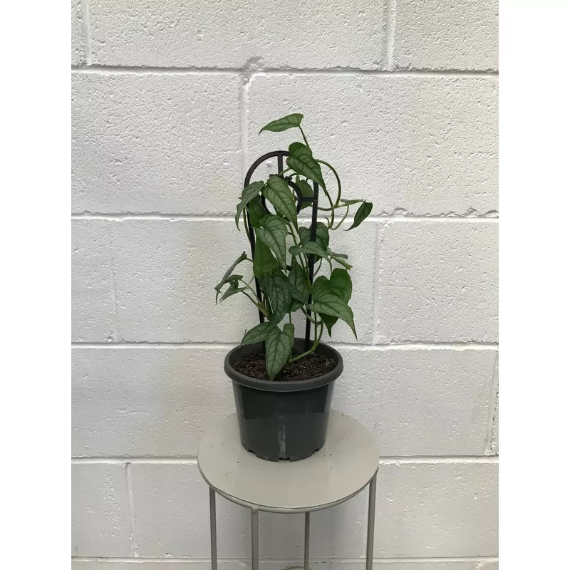 monstera-siltapacena-130mm Monstera Siltapacena 130mm