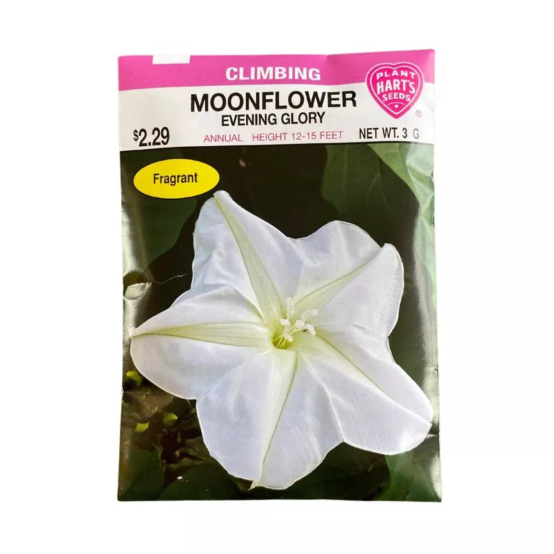 moonflower-evening-glory Moonflower Evening Glory