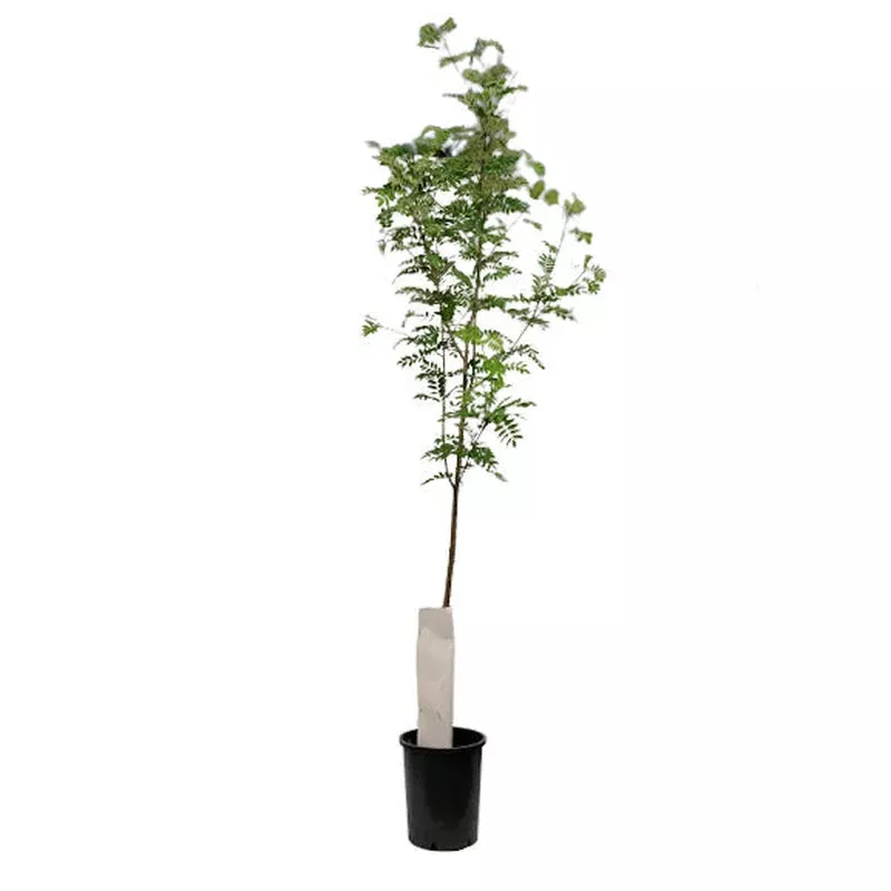 Mountain Ash 5 gal Black Hawk