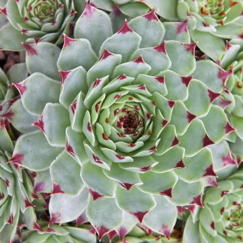 mrs-giuseppe-hen-chicks-succulent Mrs. Giuseppe Hen & Chicks Succulent