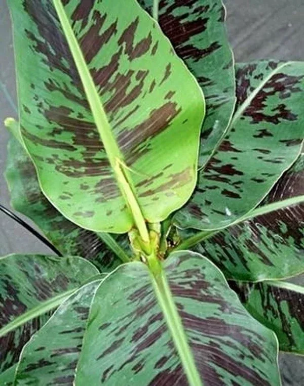 musa-truly-tiny Musa ‘Truly Tiny’