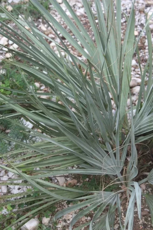 nannorrhops-ritchieana-kashmir-form Nannorrhops ritchieana Kashmir form