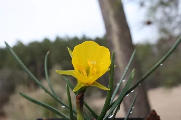 narcissus-apollo-gold Narcissus ‘Apollo Gold’
