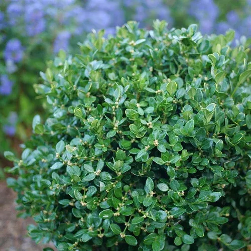 neatball-boxwood Neatball™ Boxwood