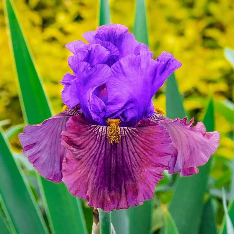 nelly-tardivier-bearded-iris Nelly Tardivier Bearded Iris
