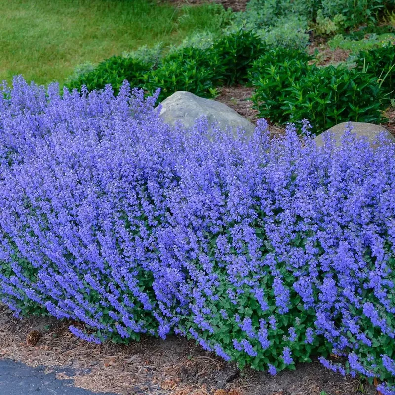 Nepeta Purrsian Blue