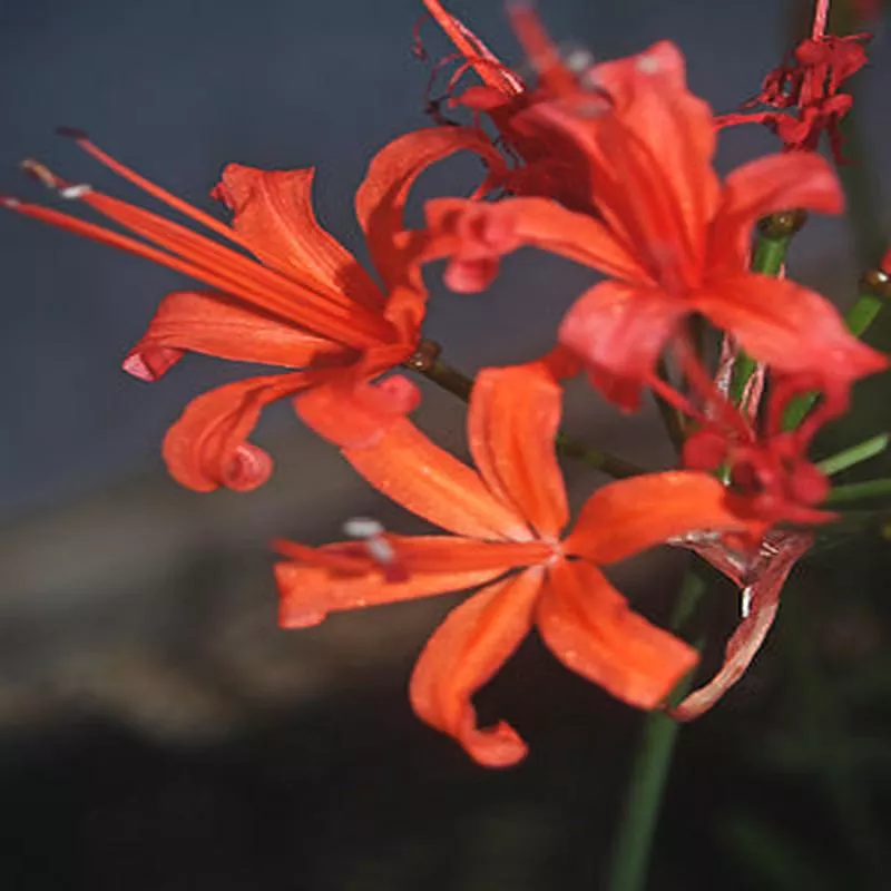 NERINE ‘ANNA FLETCHER’
