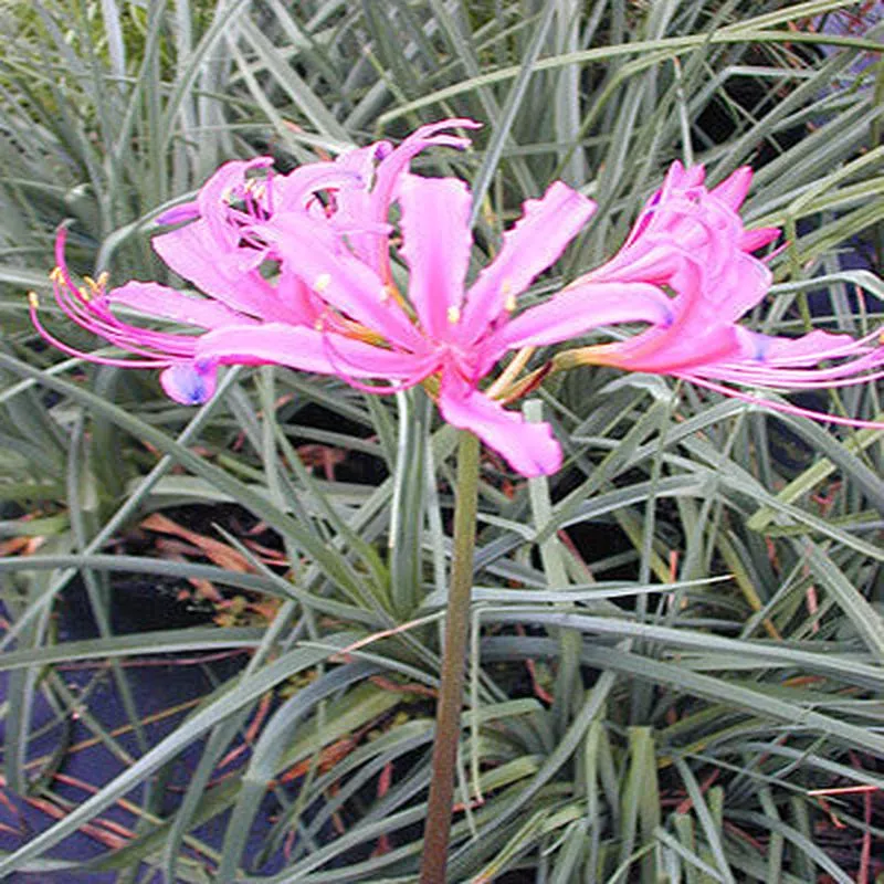 nerine-aurora NERINE ‘AURORA’