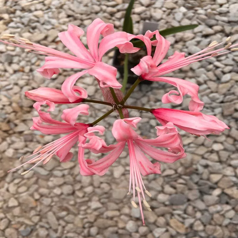 NERINE ‘CAPTAIN DUNNE COOKE’
