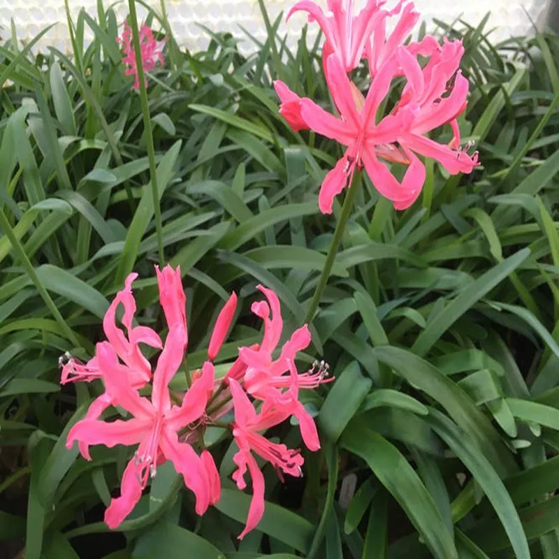 NERINE ‘CRANFIELD’ 45