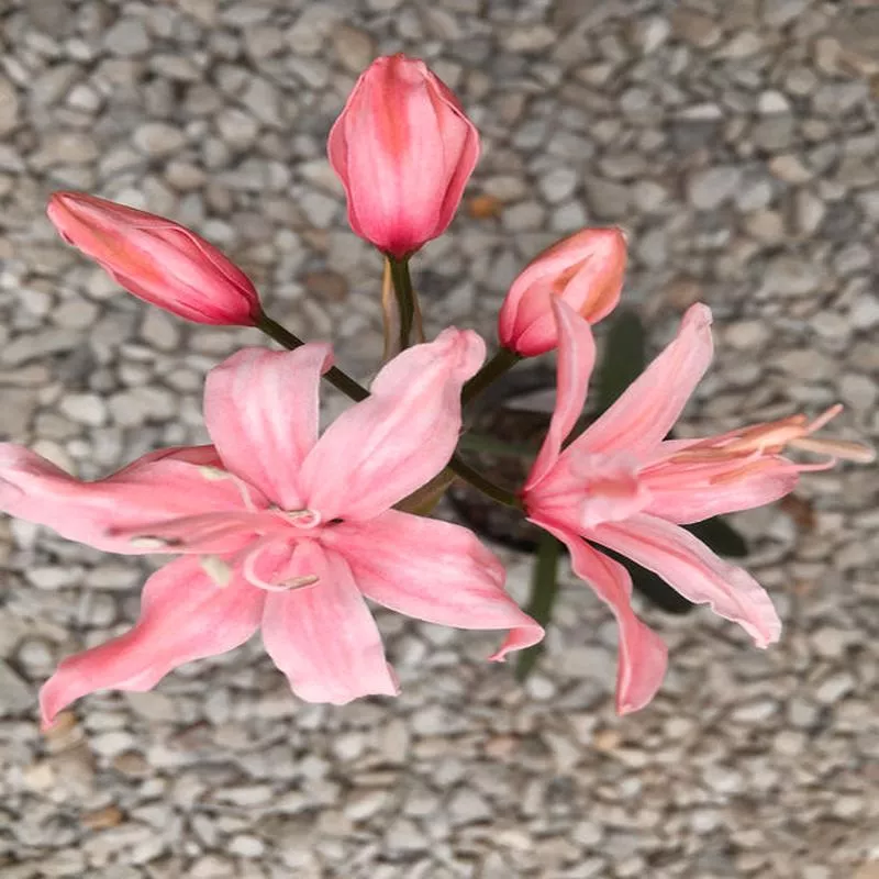 NERINE ‘DOROTHY PALMER’