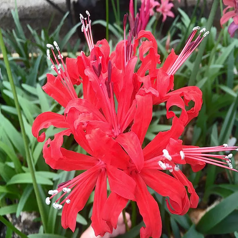 NERINE ‘GORGEOUS’