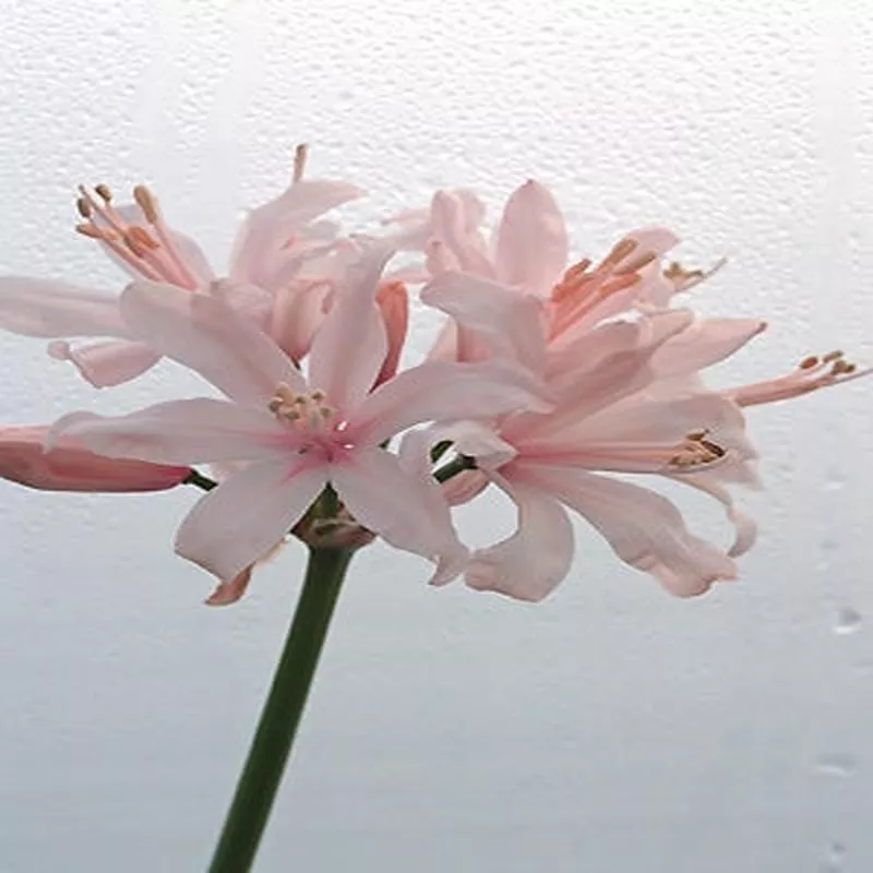 NERINE ‘HARRY DALTON’