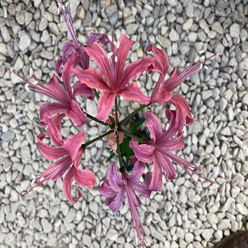 NERINE ‘IONA’