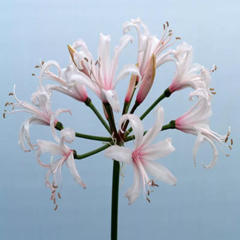 NERINE ‘KASHMIR’