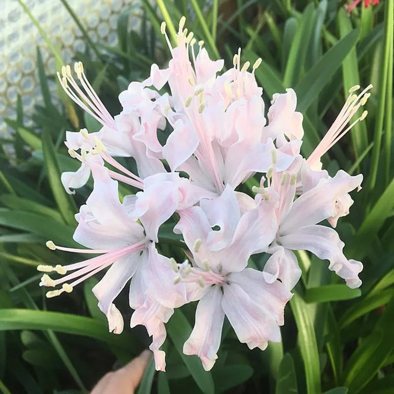 NERINE ‘KATE CICELY’
