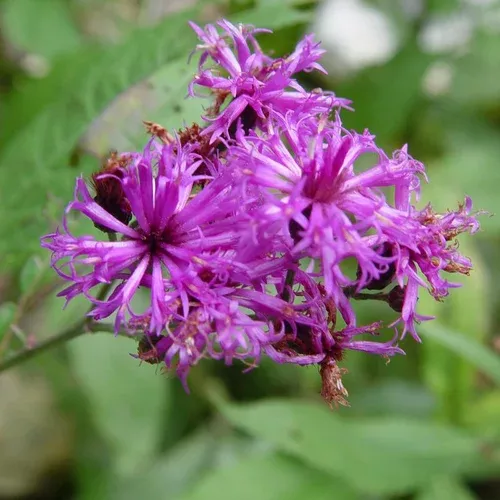 new-york-ironweed New York Ironweed