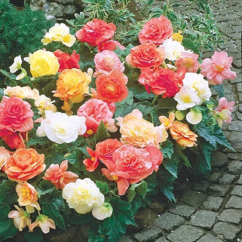 non-stop-pastel-begonia-mixture Non-Stop Pastel Begonia Mixture
