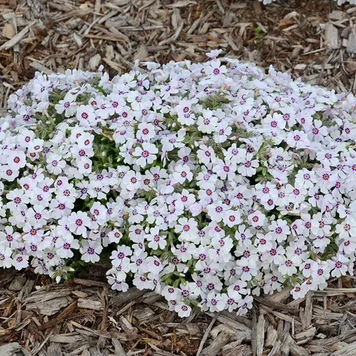 north-hills-moss-phlox North Hills Moss Phlox