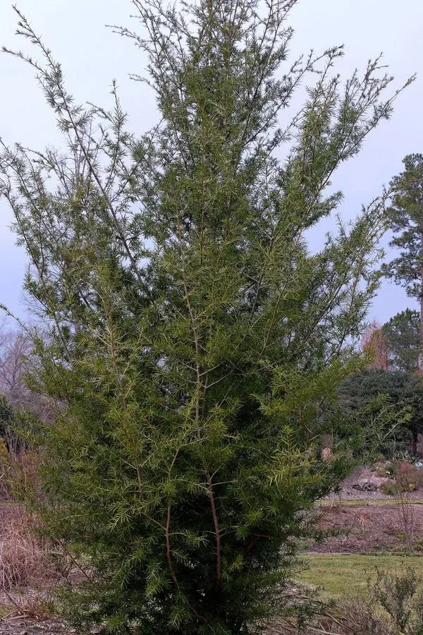 nothotsuga-longibracteata Nothotsuga longibracteata