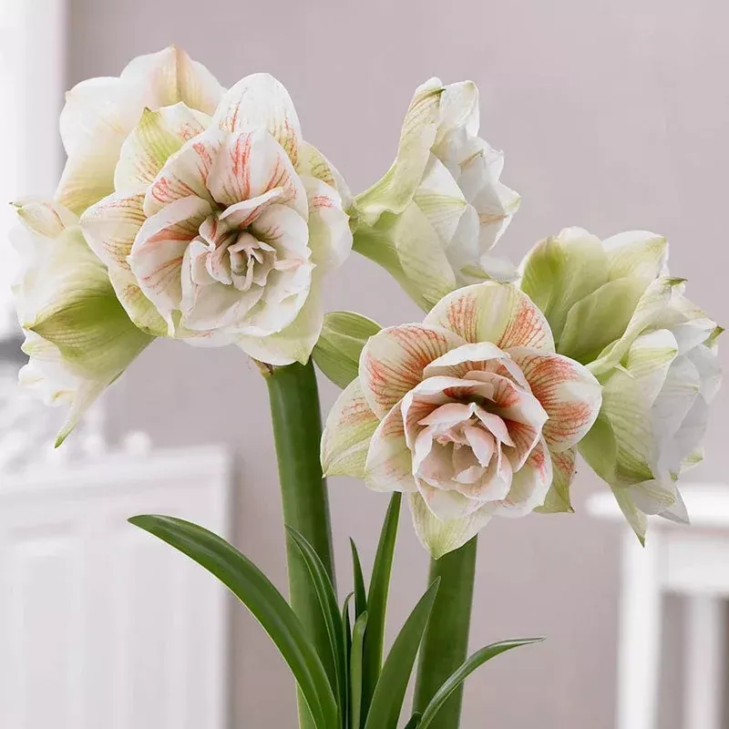 nymph-amaryllis-bulb Nymph Amaryllis Bulb