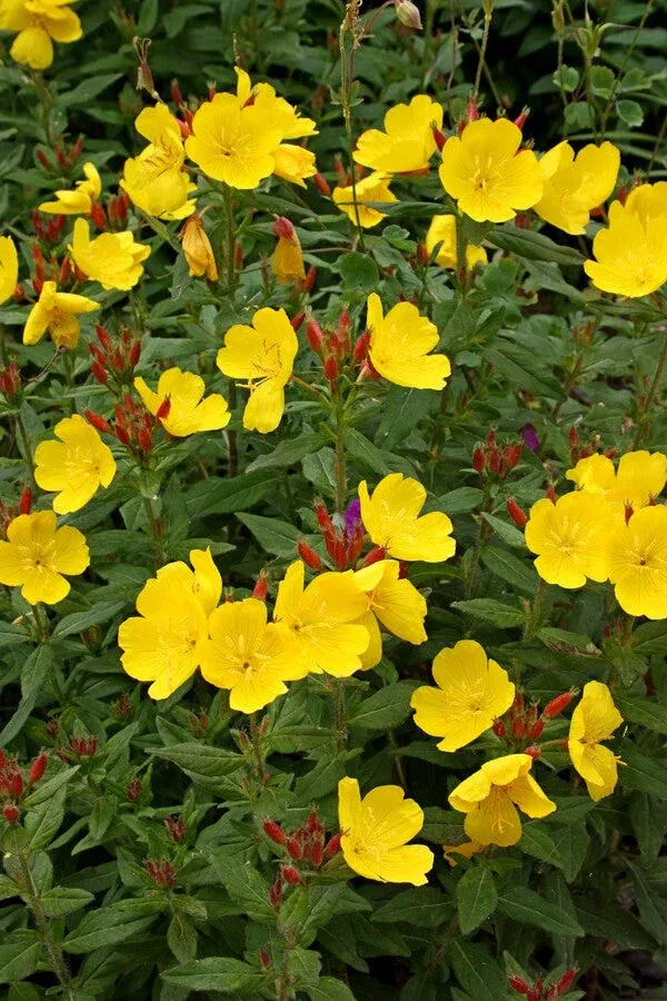 oenothera-fruticosa-fireworks Oenothera fruticosa ‘Fireworks’