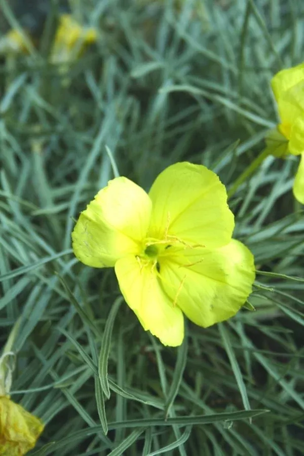 oenothera-shimmer-pp-19-663 Oenothera ‘Shimmer’ PP 19,663