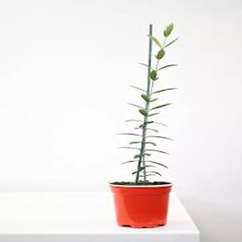 Olive Plant