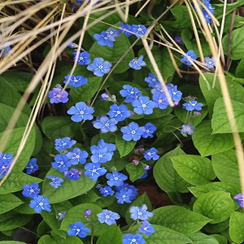 omphalodes-verna-grandiflora OMPHALODES VERNA ‘GRANDIFLORA’